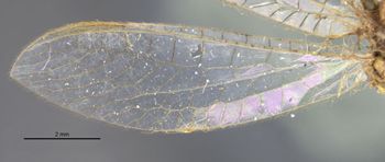 Media type: image;   Entomology 15106 Aspect: hind wing